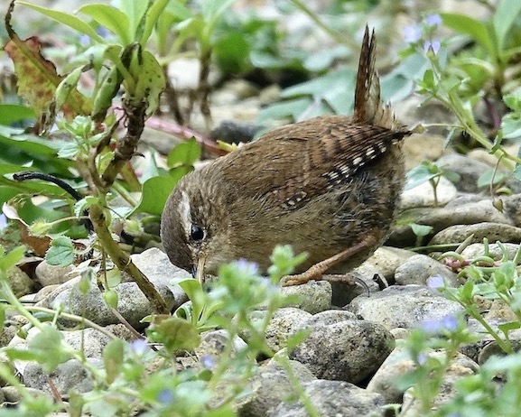wren